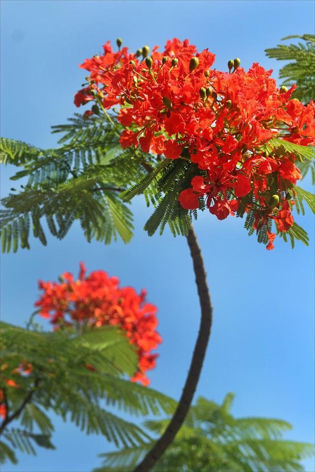 狀元紅，揭秘4987最準(zhǔn)最快的秘密武器，狀元紅，揭秘最準(zhǔn)最快的秘密武器 4987