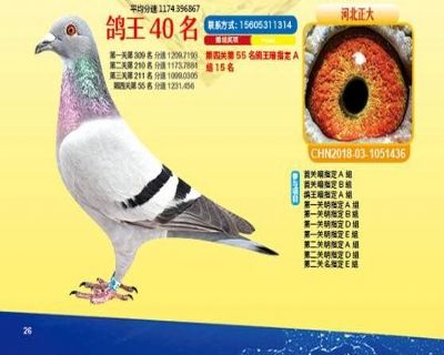 王中王四馬一肖，探尋背后的故事與奧秘，王中王四馬一肖，背后的故事與奧秘探尋