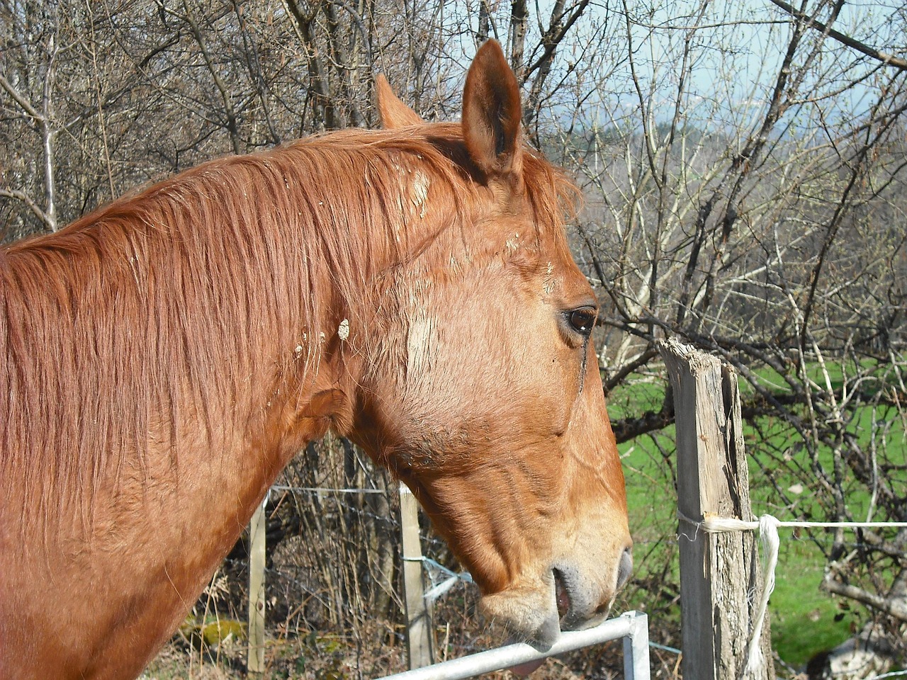 澳門四不像特馬，探索神秘現(xiàn)象背后的真相，澳門四不像特馬揭秘神秘現(xiàn)象背后的真相