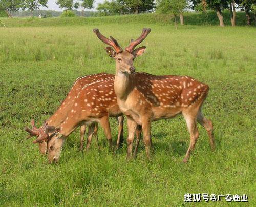 最新版本的6566cc澳彩資料大全介紹與特色功能解析，最新6566cc澳彩資料大全介紹與特色功能深度解析