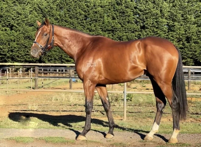 今晚澳門特馬開什么？今晚四不像的探討，今晚澳門特馬開彩結(jié)果及四不像探討