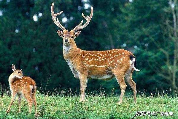 最新版本的6566cc澳彩資料大全介紹與特色功能解析，圖庫升級亮點一覽，最新6566cc澳彩資料大全介紹與特色功能解析，圖庫升級亮點全揭秘