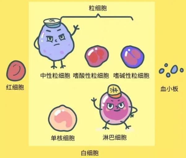 白細(xì)胞低有什么危險(xiǎn)，白細(xì)胞低存在的危險(xiǎn)與潛在風(fēng)險(xiǎn)，揭示白細(xì)胞減少的危害