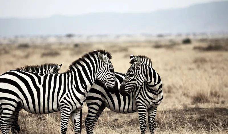 澳門一碼一肖一待一中四不像——揭開神秘面紗下的真相，澳門神秘事件揭秘，一碼一肖一待一中四不像真相探索