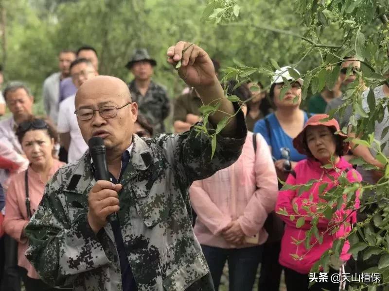 長期吃紅棗的潛在害處，了解并平衡飲食健康，長期食用紅棗的潛在風(fēng)險(xiǎn)與飲食平衡的重要性