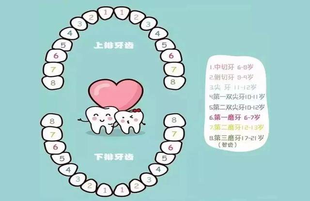 兒童換牙順序圖，了解孩子牙齒成長的秘密，兒童換牙順序圖，揭秘孩子牙齒成長之旅的奧秘