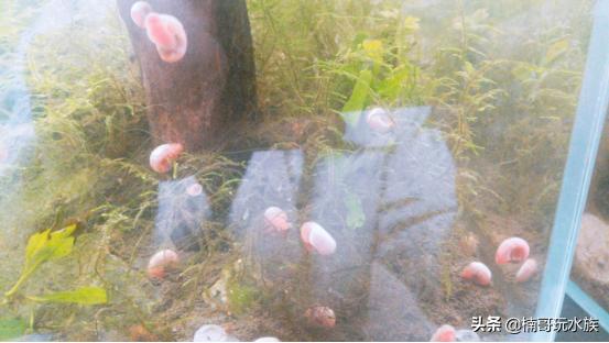 小東西幾天沒做水又變多了作文，小物件靜置數(shù)日，水變多的觀察作文