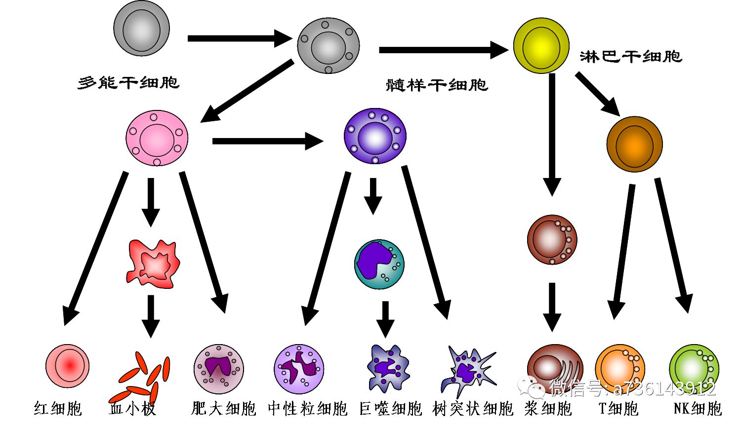 免疫球蛋白，功效與作用解析，免疫球蛋白，功效與作用的深度解析
