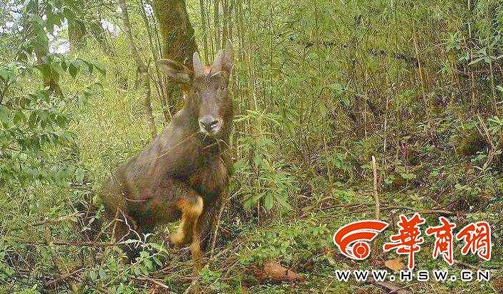 王中王四不像論壇必中一肖WW——深度解析與探索，王中王四不像論壇必中一肖WW，全面解析與探索揭秘