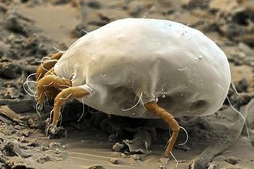 螨蟲圖片，了解螨蟲，預(yù)防與應(yīng)對(duì)，螨蟲知識(shí)大全，圖片展示、預(yù)防與應(yīng)對(duì)策略