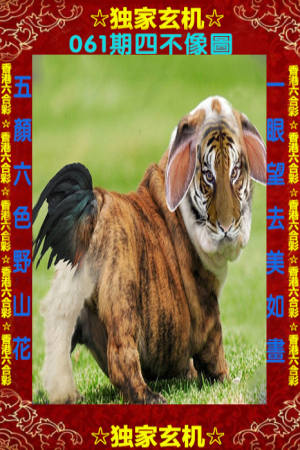 四不像一肖中特王中王——揭秘生肖奧秘與獨(dú)特魅力，揭秘生肖奧秘與獨(dú)特魅力，四不像一肖中特王中王揭秘揭曉！