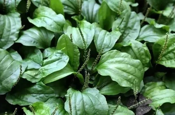 車前草的功效與作用，治療痛風(fēng)的自然療法，車前草治療痛風(fēng)，自然療法的功效與作用探索