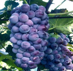 葡萄京王中王一肖，探索關鍵詞背后的故事，葡萄京王中王一肖，揭秘關鍵詞背后的傳奇故事