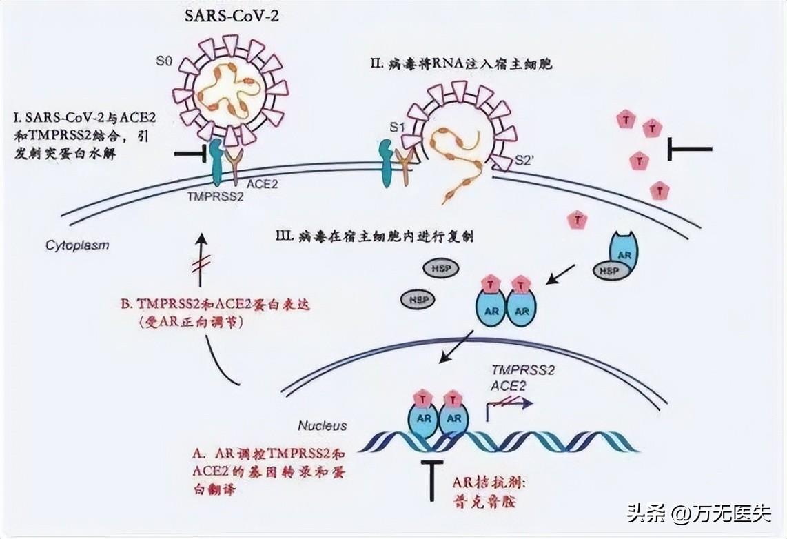 HIV最新研究進(jìn)展，科學(xué)突破與未來(lái)展望，HIV研究新進(jìn)展，科學(xué)突破與未來(lái)展望