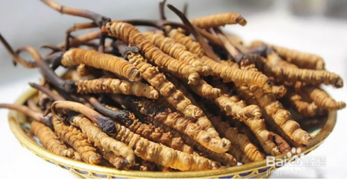 冬蟲(chóng)夏草，神奇的功效與作用解析，冬蟲(chóng)夏草的神奇功效與作用深度解析