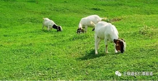 澳門出羊下期必開一肖，揭秘生肖彩票的奧秘與策略，揭秘生肖彩票奧秘，澳門出羊后必開一肖策略探討
